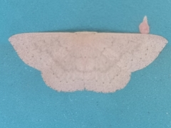 Cosymbiini