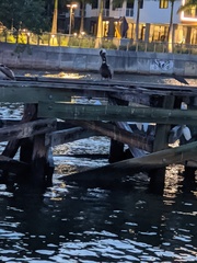 Pelecanus occidentalis