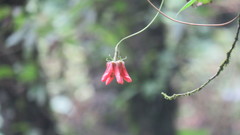 Loasaceae