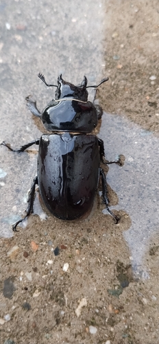 Lucanus cervus turcicus