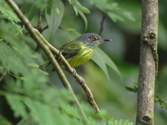 Todirostrum maculatum