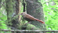 Syndactyla rufosuperciliata