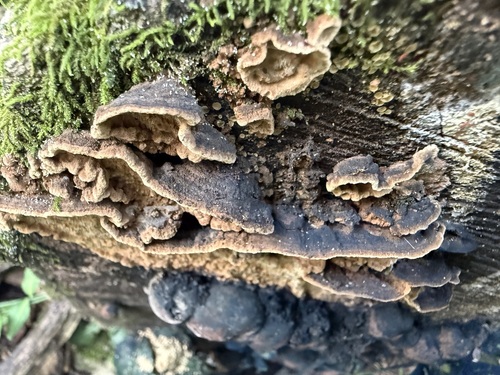 Dentocorticium portoricense observed 2026-07-21