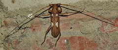Eburia