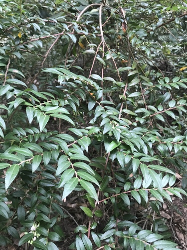 Vaccinium ovatum