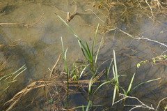 Sparganium erectum