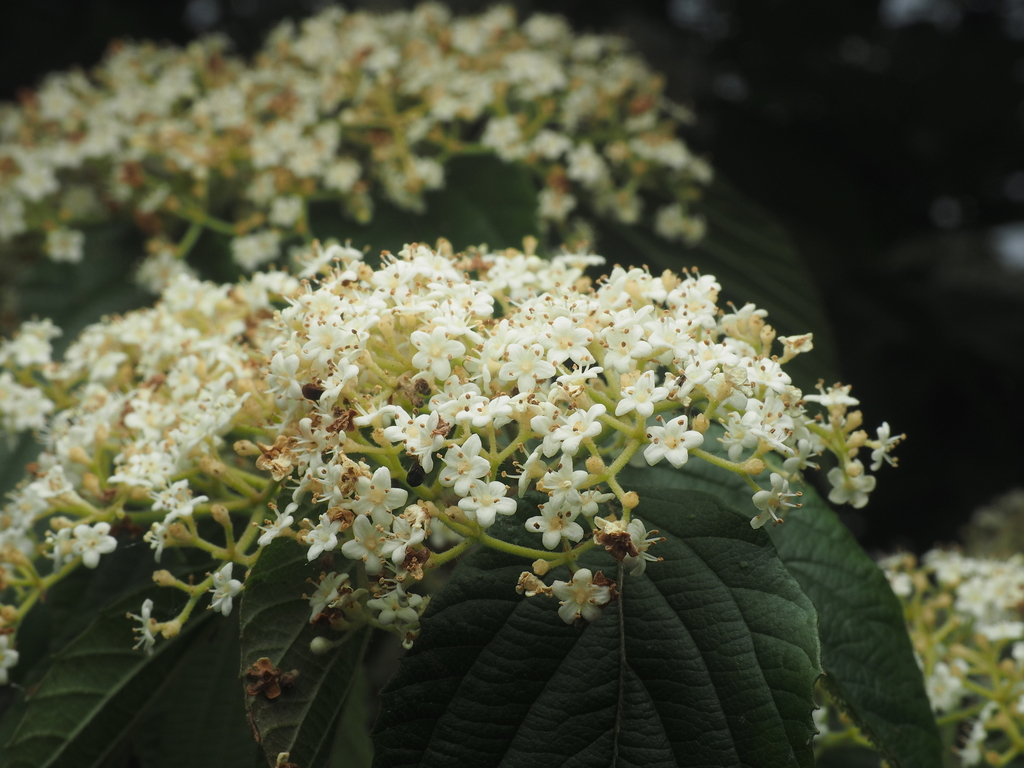 Luzon viburnum