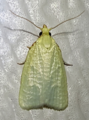 Cenopis