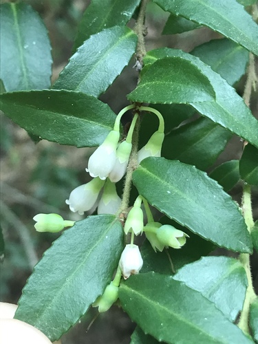 Vaccinium ovatum