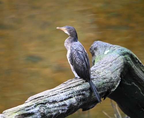iNaturalist: (c) Louis van Wyk, some rights reserved (CC BY-NC), uploaded by Louis van Wyk iNaturalist image