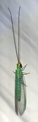 Ceraeochrysa