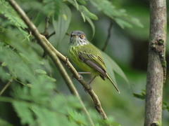 Todirostrum maculatum