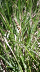Carex ericetorum
