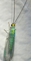 Ceraeochrysa