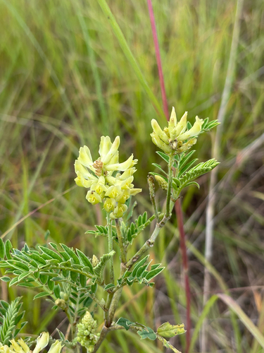 Chickpea Milkvetch