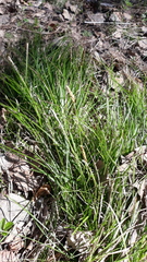 Carex ericetorum