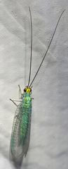 Ceraeochrysa