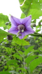 Eriolarynx australis