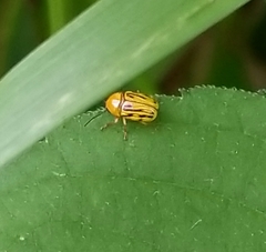 Cryptocephalus defectus