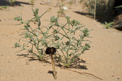 Johnstonella costata