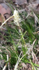 Carex ericetorum