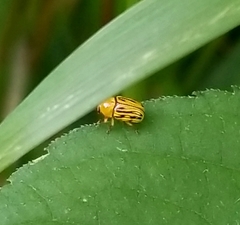 Cryptocephalus defectus