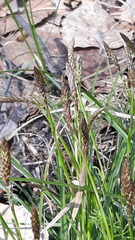 Carex ericetorum