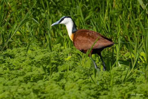 iNaturalist: (c) Nik Borrow, some rights reserved (CC BY-NC), uploaded by Nik Borrow iNaturalist image