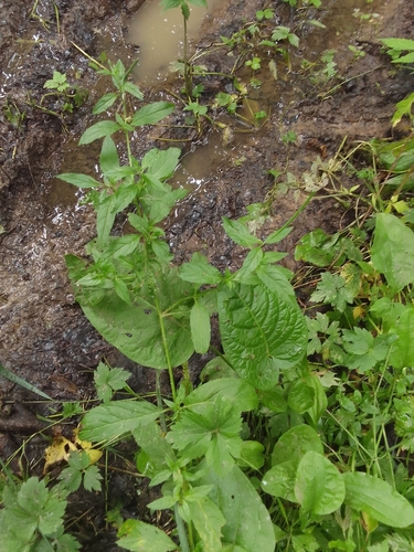 Наблюдение на iNaturalist