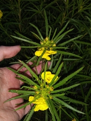 Oenothera serrulata