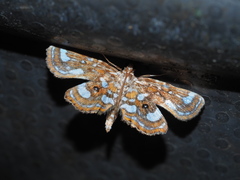 Cymoriza