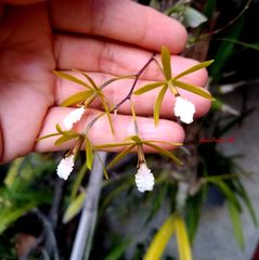 Encyclia microbulbon