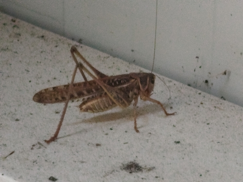 White-faced Bush-cricket