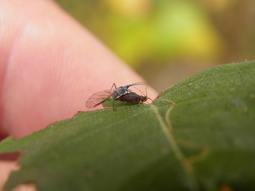 Euceraphis betulae