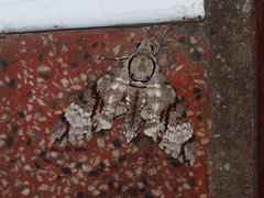 Notonagemia analis gressitti