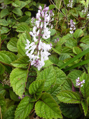 Plectranthus ciliatus