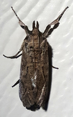 Melitara subumbrella