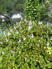 Plectranthus ciliatus