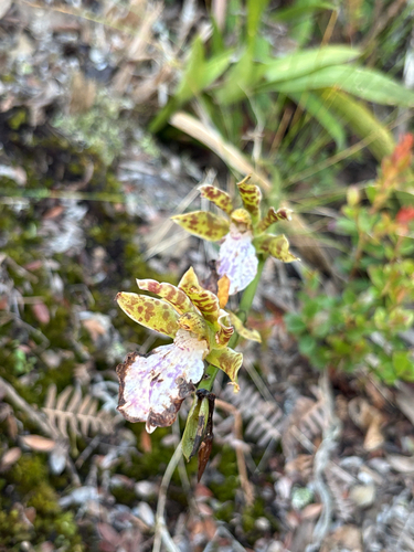Zygopetalum maculatum