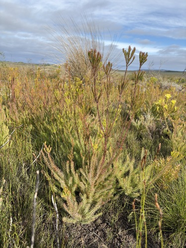 Leucadendron laxum, photograph 2