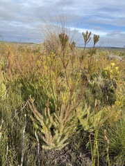 Leucadendron laxum, photograph (c) Charleen Brunke, some rights reserved (CC BY)