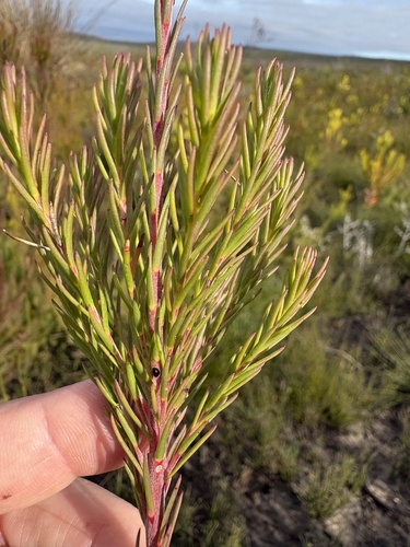 Leucadendron laxum, photograph 3