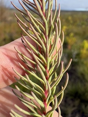 Leucadendron laxum