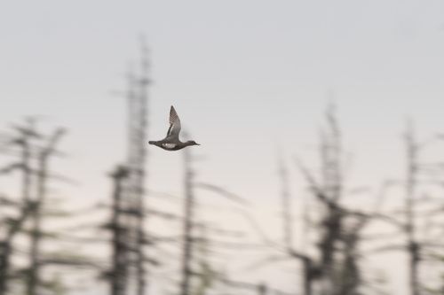 iNaturalist image