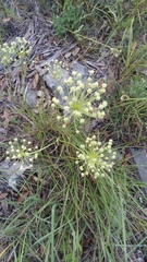 Allium fraseri