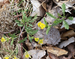 Rorippa sinuata