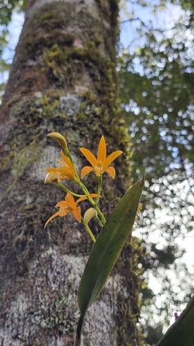 Cattleya neokautskyi