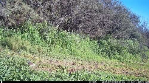 iNaturalist image