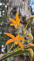 Cattleya neokautskyi, photograph Paulo Mascaretti, CC BY, iNaturalist via GBIF