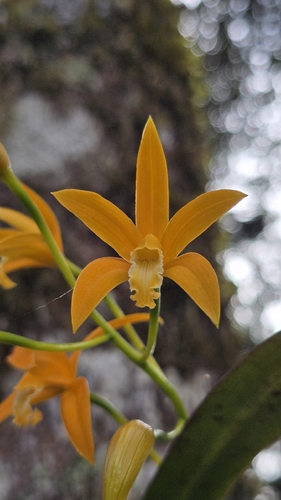 Cattleya neokautskyi, photograph 2